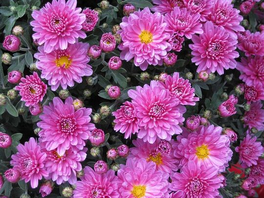 Fleurs